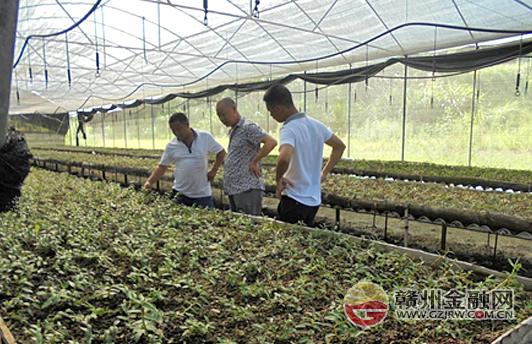 金融扶持持续发力 助推产业精准扶贫